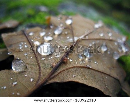 Drops lying on the leaves.