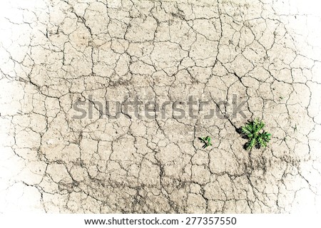 Cracked earth from the intense heat. Drought. Cracks everywhere, and one small green flower growing.
