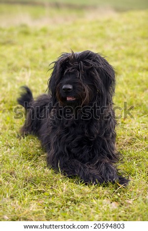 Black Briard