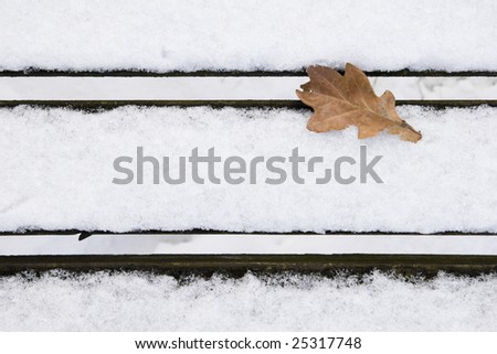 oak leave at winter