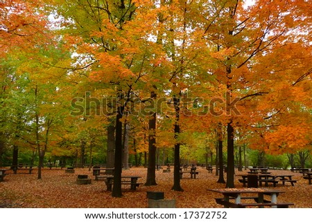 The end of another season.  Picnic tables are covered in fallen leaves in an empty park.