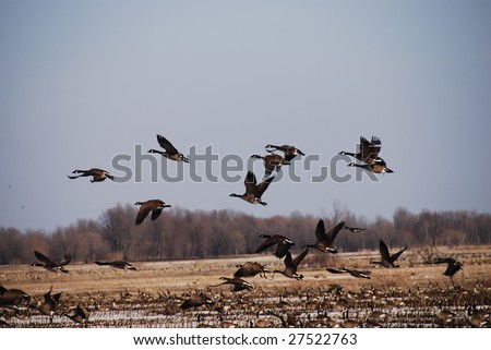 Canada geese take to the air and continue their migratory route.