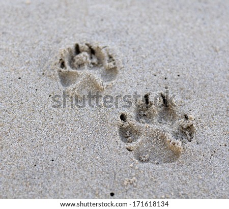 Dog paw on sand