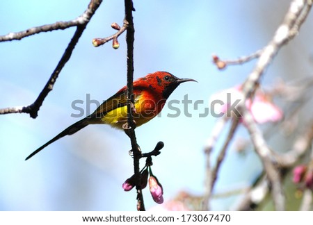 Bird colorful Beautiful ( Gould\'s Sunbird )