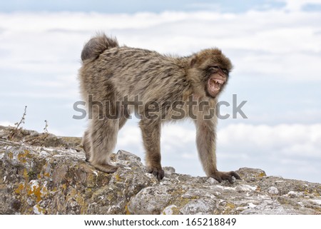 A female Barbary Macaque showing aggression at the Rock of Gibraltar - Europe\'s only primate Macaca sylvanus