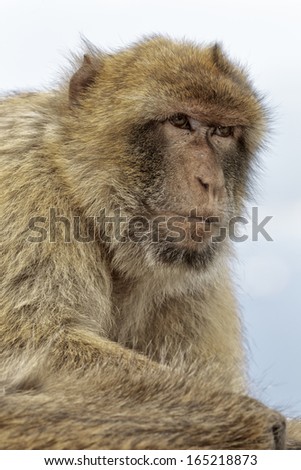 A young female Barbary Macaque sat on the wall in deep thought at the Rock of Gibraltar - Europe\'s only primate Macaca sylvanus