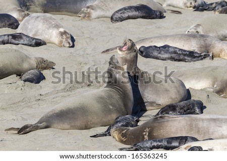Northern Elephant Seal females bellowing and roaring California, USA