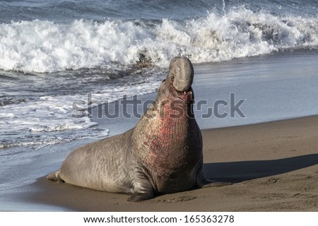 Northern Elephant Seal male bellowing and roaring California, USA
