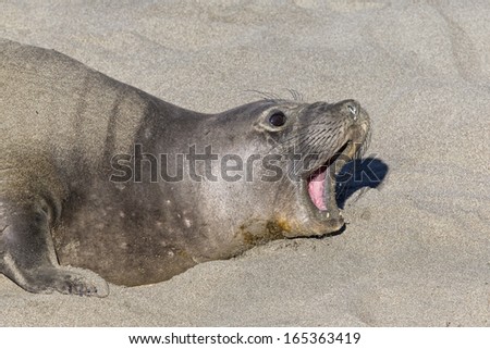 Northern Elephant Seal female bellowing and roaring California, USA