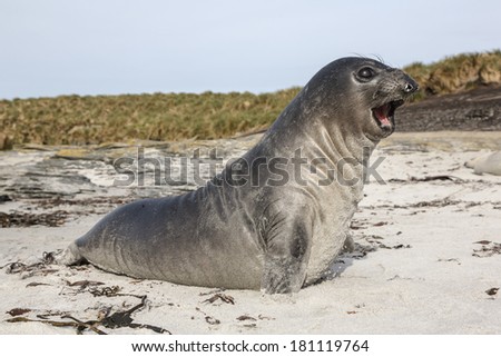 Southern Elephant Seal - young pup rearing up and roaring