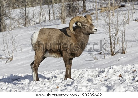 Bighorn Sheep ram in snow