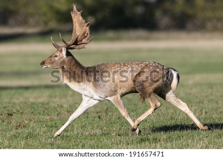 Fallow Deer buck running
