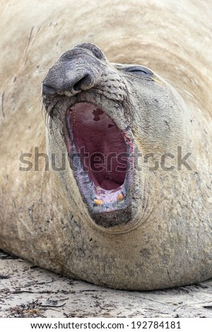 Southern Elephant Seal - male roaring