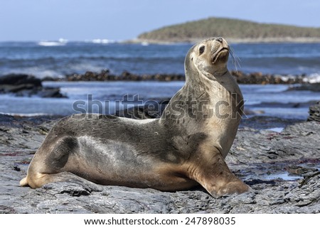 Southern Sea lion - female