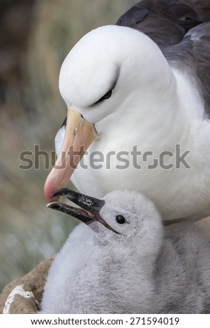 Black browed Albatross chick and parent