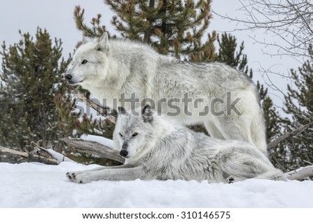 Gray Wolf pair sitting together