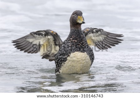 Falklands flightless Steamer Duck - female flapping wings