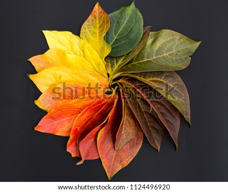 Circle of colorful leaves