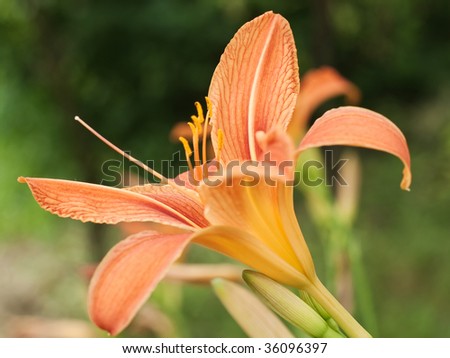 Colorful field lily from the garden, shallow depth of field