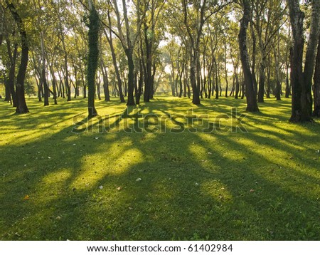 Tree shadows in early morning