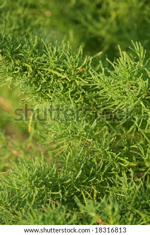 Close up of the evergreen plant. Background.
