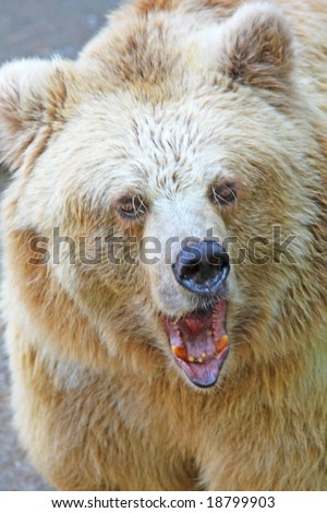 Big angry bear. Negative emotions and danger