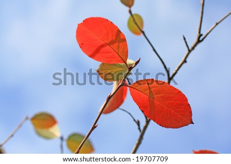 Red plum leaves and october sky.