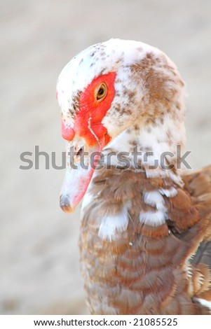 Close up of the hybrid of turkey and duck.