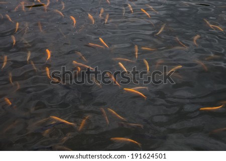 Trout farm, fish swimming in a lake
