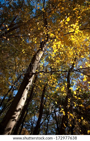 Looking up giant trees with yellow leaves in the end of fall