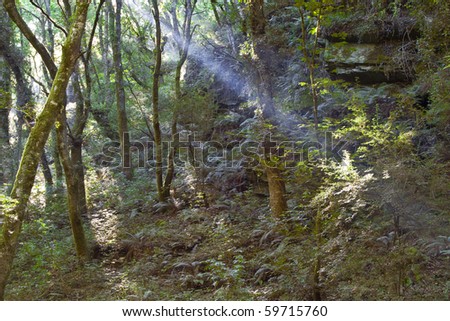 Light beam in a forest. Sacred road to santiago. Sarria. Lugo