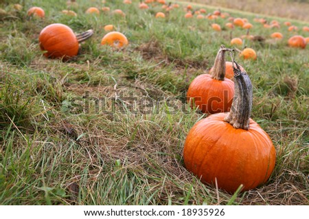 Small Pumpkins at a farms pumpkin picking patch