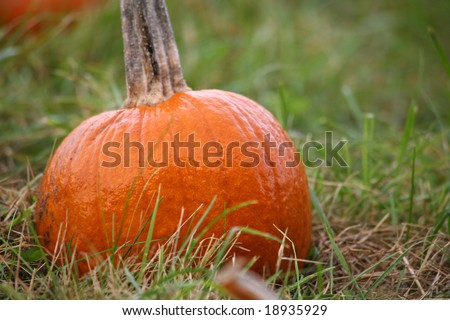 Small Pumpkin at a farms pumpkin picking patch