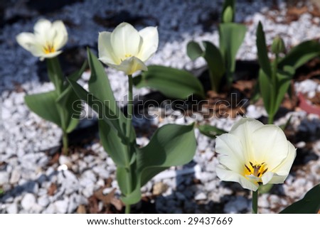 Tulips, in a row. 3 white, and 2 ready to bloom. In a white bed of rocks.