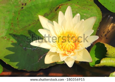 yellow lotus close up  with lotus leaf and water background
