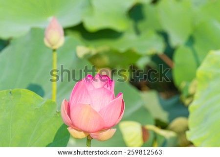 Pink lotus and the leaf under sun light