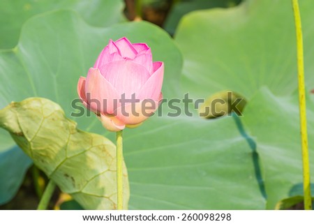 Pink lotus and the leaf under sun light