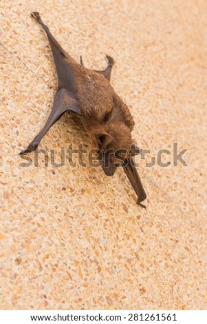 the brown bat hang on the wall