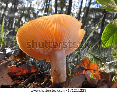 light mushroom, view from below at a sunny autumn day