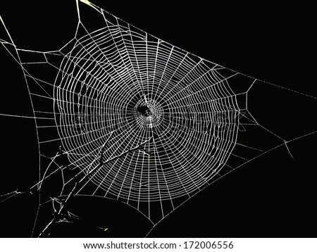 spider web in the dark