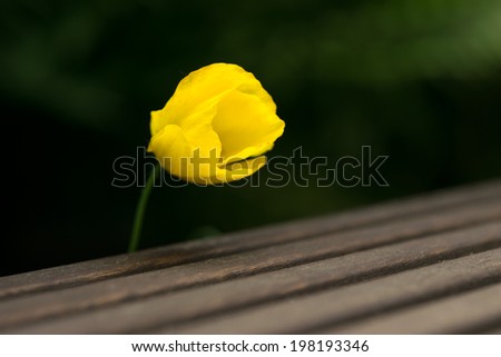 yellow poppy looking over a step