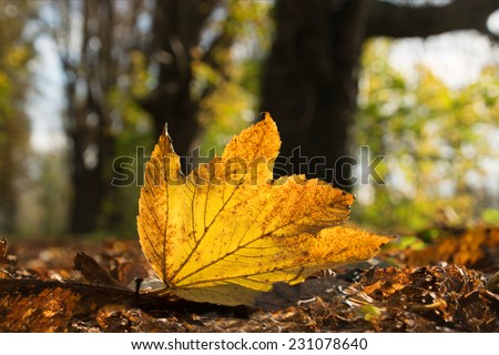 golden leaf in autumn