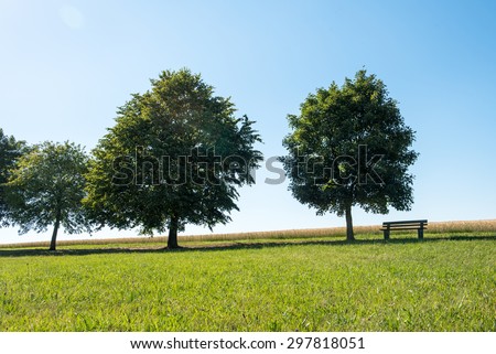 round trees with park bench