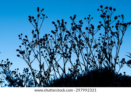 silhouette of fine flowers at blue hour