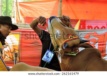 Pamekasan, Indonesia - 19 October 2014: A Bull is being fed a special Protein shake before the final of the Bull Race, held every year on the island of Madura in the Stadium of Pamekasan, Indonesia