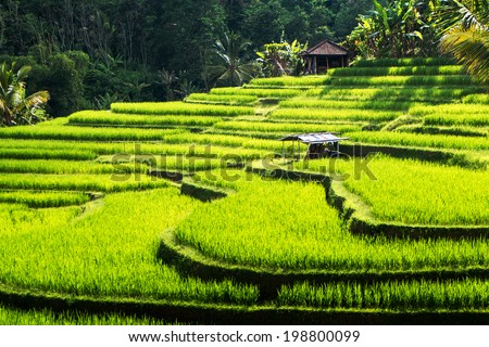 Green rice fields on Bali island, Jatiluwih near Ubud, Indonesia