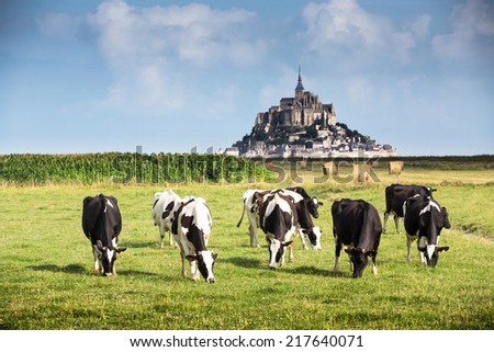 Mont Saint Michel bay listed as UNESCO World Heritage, cow in pasture and Mont Saint Michel in the background
