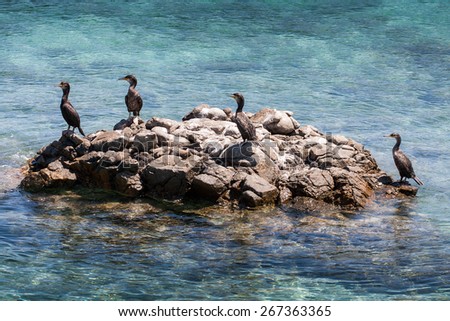 cormorants on a rock on the island La Maddalena in Sardinia, Europe