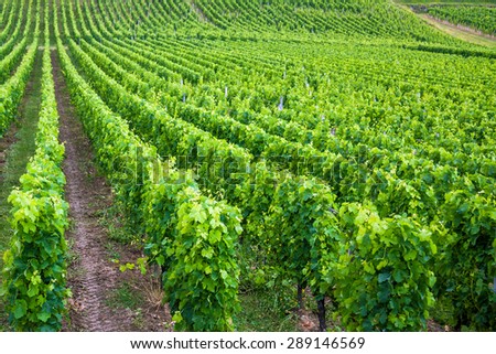 Vineyard landscape near Saint Emilion, region Bordeaux, France, Europe