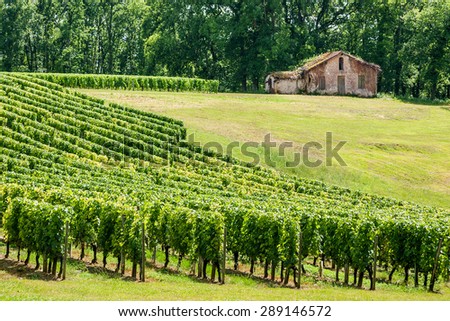 Vineyard landscape near Saint Emilion, region Bordeaux, France, Europe